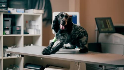 in Veterinary Clinic on a Veterinary Table a Bandaged Spaniel Limps to the Doctor