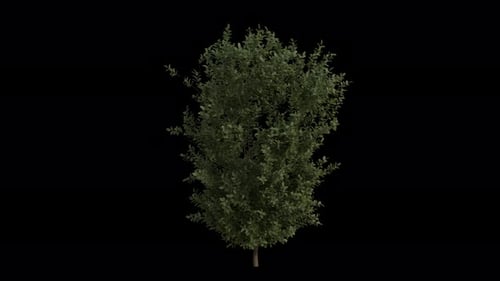Common Boxwood blowing in the wind Loop Animation. Wind blows Buxus Sempervirens. Alpha Channel