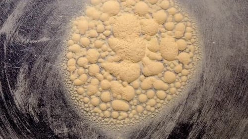 Les globules de spores de lycopode ressemblant à des cellules changent rapidement de forme.