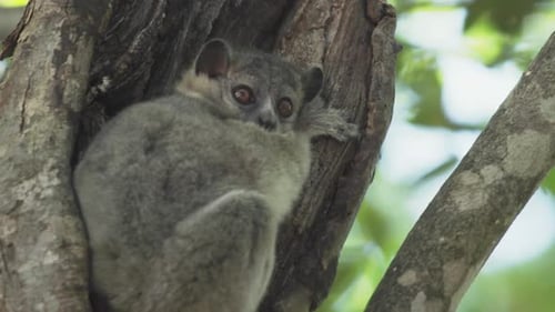 Tagsüber döst der sportliche Lemur in einem Astloch. Seine Augen sind offen, als er sich am Baum festhält.
M