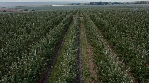 Agricultural Farmer Field with Fruit Garden of Apple Trees Planted in Smooth Row