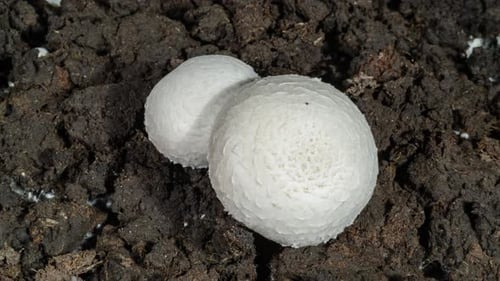 White Mushrooms Growing in Soil, Time Lapse