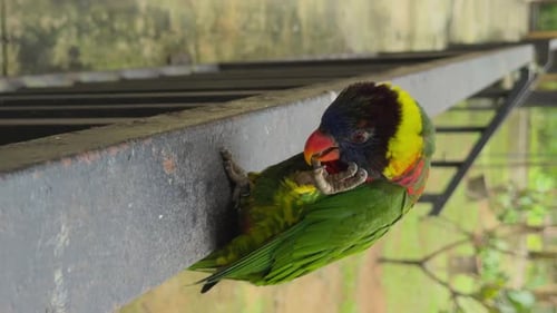 Fast Bird Coconut Lorikeet Parrots Sits on Metal Crossbar and Flies Away