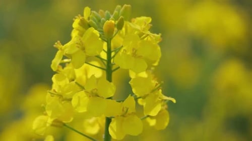 Rapeseed flower close-up on blurred background sunny day