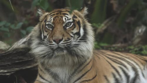 Tiger Looking in Jungle Predator