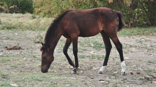 Brown Horse Grazing Peacefully in Rural Pasture