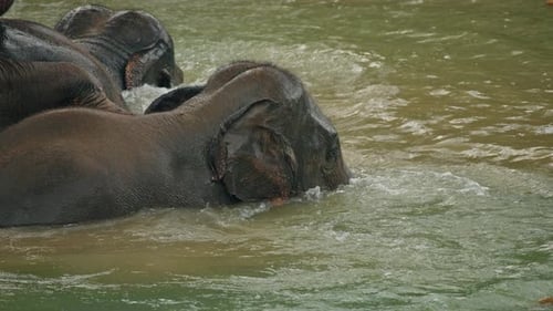Asian Elephant Partially Submerged in River Water During Natural Bathing Inside Wildlife Sanctuary
