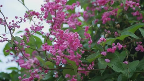 Bright Pink Flowers on Vine in Nature