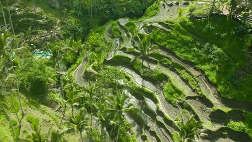 Aerial View of Lush Green Terraced Rice Fields with Interspersed Palm Trees in Tegallalang Bali