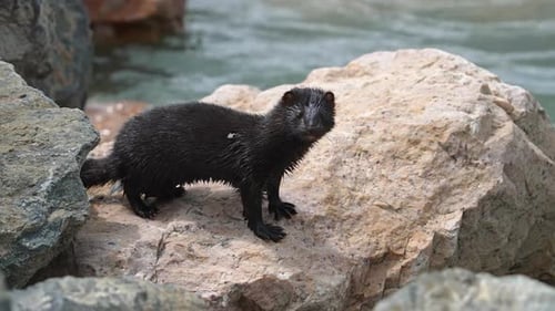 A Mink standing on a rock looking around at Utah Lake