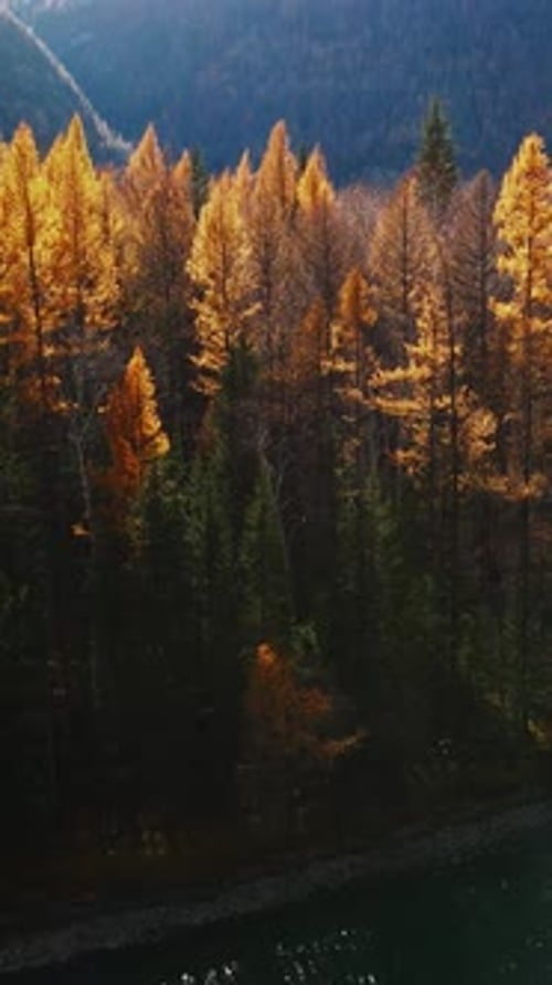 Couleurs automnales lumineuses dans un paysage forestier serein pendant l'heure d'or