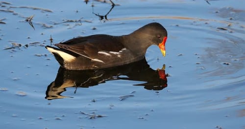 Common moorhen ((Gallinula chloropus), the Camargue, France