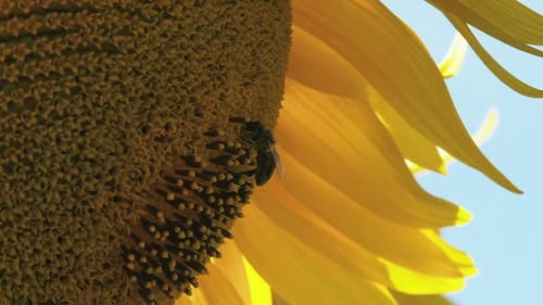 Bee Pollinating Sunflower on a Sunny Summer Day