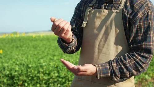 Farmer Sifting Seeds in Sunny Rural Field