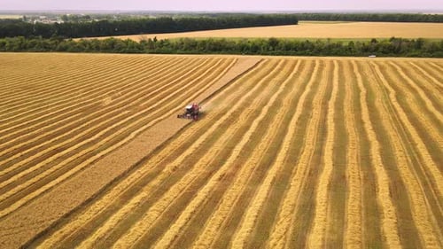 Combine las cosechas y la agricultura de trigo