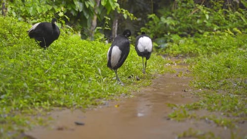 Flock of Pale-Winged Trumpeters Foraging on Forest Floor