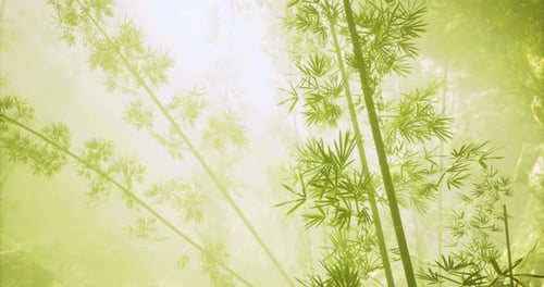 Light Filters Through Lush Bamboo Groves in a Serene Forest Sanctuary