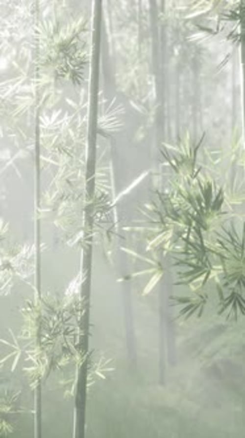 A Dense Bamboo Forest with Towering Green Trees
