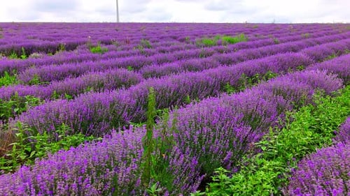 Field of Lavender Flowers in Rural Landscape