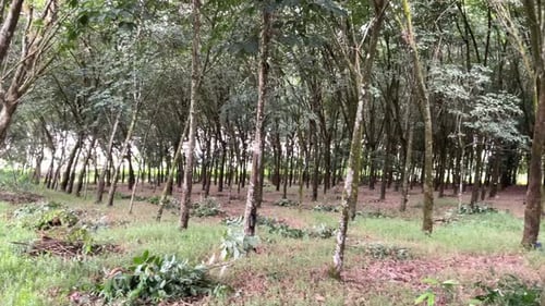 Dense Plantation of Tall Trees in a Forest