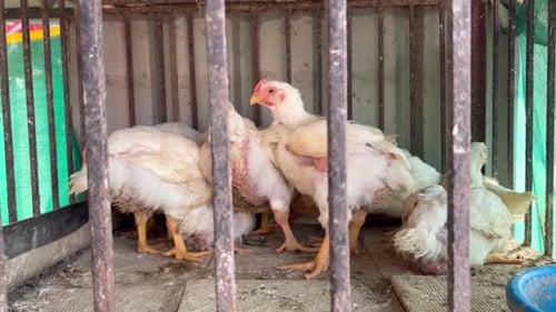 Broiler chickens in a poultry farm.