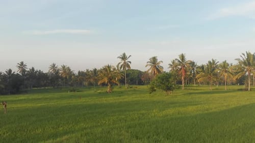 Aerial view of rice terraces and palm trees at sunrise, Bali, Indonesia