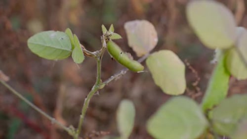 Almost mature organic soy bean plants on field