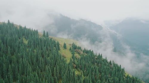 Mountains covered with trees and forest, fog and clouds on the alpine peaks