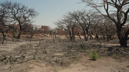A Charred Landscape of Burnt Trees Stands Against a Clear Sky. The Ground Is Scorched, and Only Bare