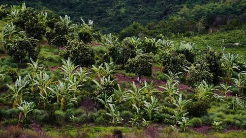 View of a banana tree plantation with wind blowing and beautiful background, Exotic green bananas on