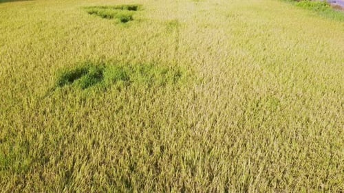 Aerial view of agriculture in rice fields for cultivation. a green rice field waving in the wind, Gr