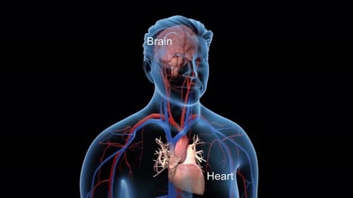 3D Medical Animation of Human Brain Arteries and Blood Flow