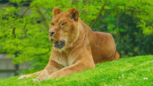 Eine große schöne Löwin liegt auf dem Gras