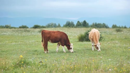 Cows Grazing Peacefully in Green Rural Pasture