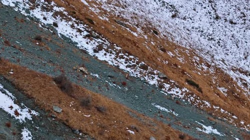 Mountain Goats Running Across Steep Slope Drone View