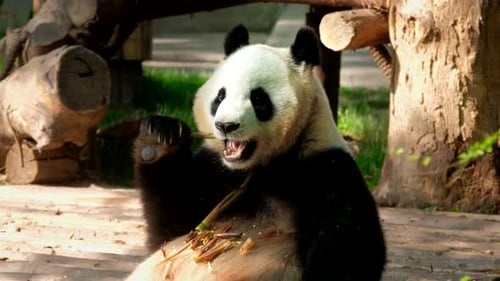 Giant Panda Eating Bamboo in Natural Habitat