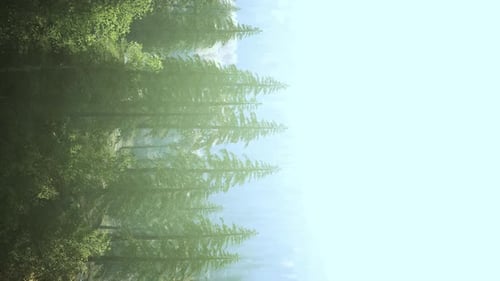 Vertical Format of Misty Mountain Forest Landscape in the Morning