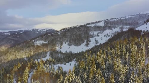 High Snowy Mountain Covered with Evergreen Fir Trees on a Sunny Cold Day