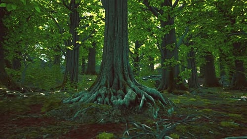 Tree Roots and Sunshine in a Green Forest