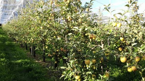 Apple Trees in Orchard with Protection Nets.