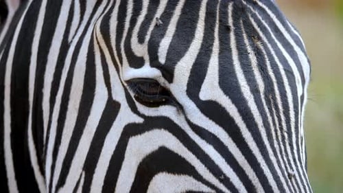 Close up shot A zebra head standing in a meadow surrounded by flies