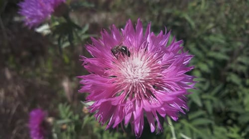 Une abeille sur un bleuet de Perse, qui se balance au gré du vent