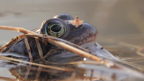 Brown frog (Rana temporaria) close-up in a pond.
