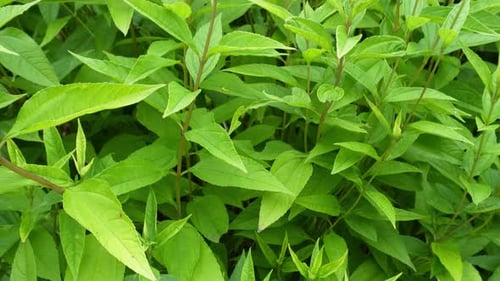 Helianthus leaves in full green growth.