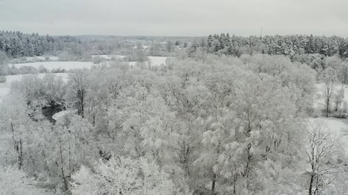 Trees In Forest Covered With Snow During Wintertime. - aerial pullback
