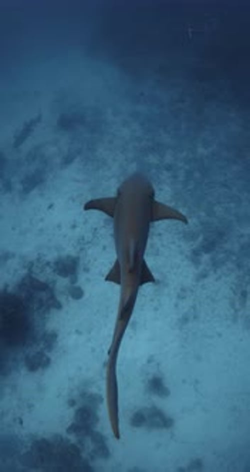 Nurse Sharks Underwater in Blue Ocean in Maldives Vertical Footage