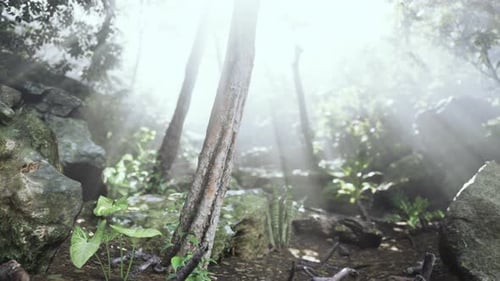 La forêt verdoyante brille sous la chaleur du soleil