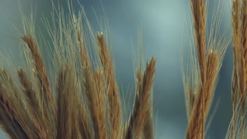 the spikes of the nutritious ripe wheat, ready to harvest the grains and grind into flour. close up