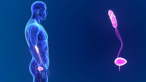 Visualisation numérique de l'anatomie du système urinaire humain