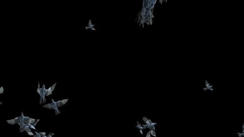 Flock of Crows Flying Alpha Channel Seamless Loop